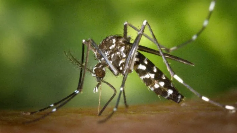 Dengue virus detected in wastewater sample from Hawaii Island