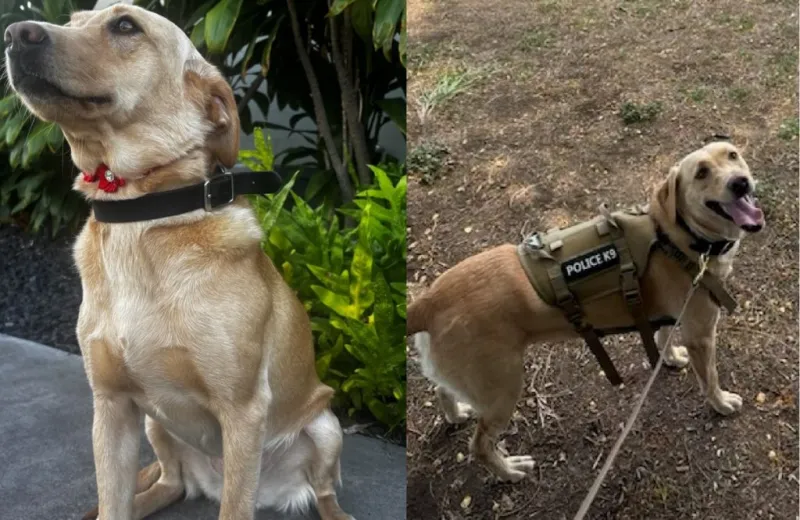 K9 Trina helps Hawaii Island police find missing juvenile in Waikloa