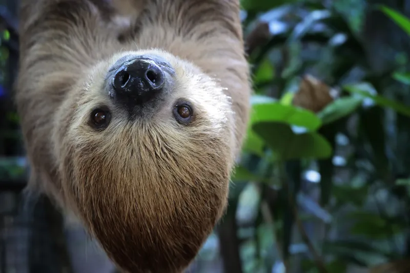 Denby Fawcett: Can Oahu Spend Millions On Pandas And Also Upgrade The Zoo?