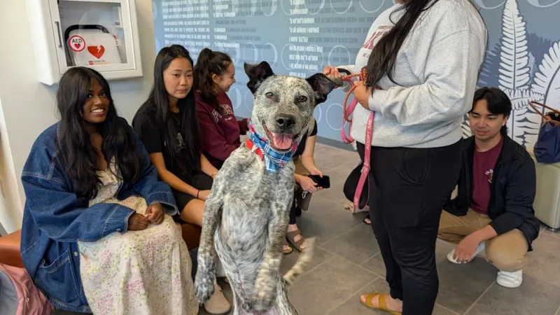 Rescue dogs to the rescue! UHHSA senator launches "Pause for Paws" where pups help pharmacy students decompress
