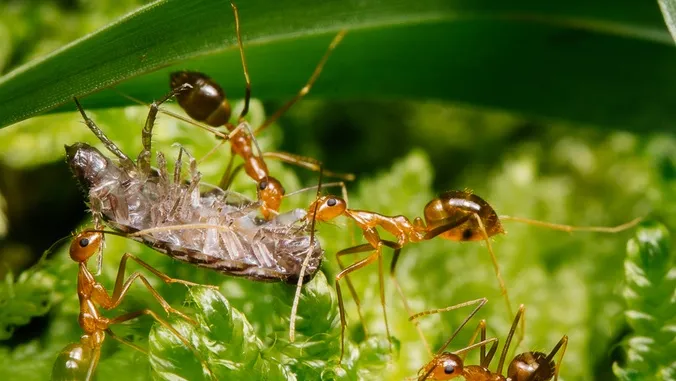 Invasive little fire ants prefer cooked beef, seeds over tuna