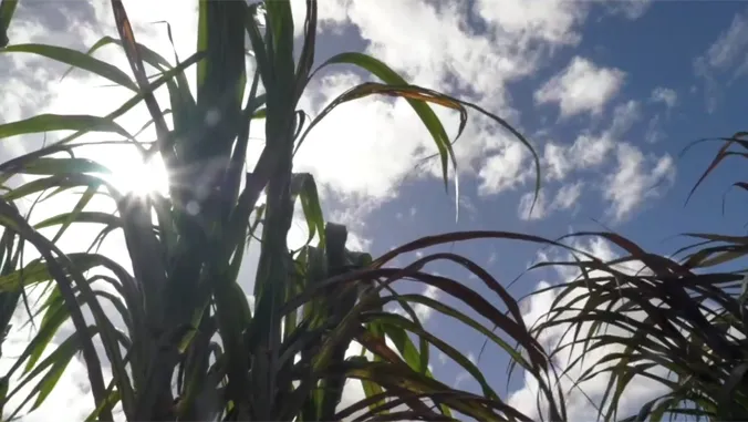 $3.6M NIH grant to uncover hidden health risks from Hawaii's plantation era