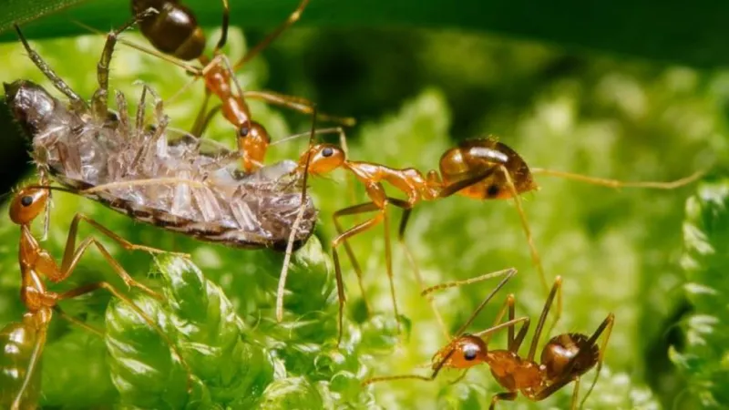 Invasive little fire ants prefer cooked beef, seeds over tuna