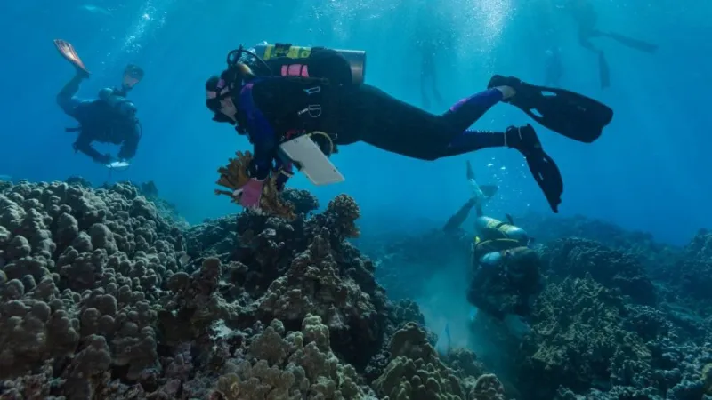 Hurricane Lowell triggers second payout of unique Hawaii reef insurance, 3 weeks after Lala