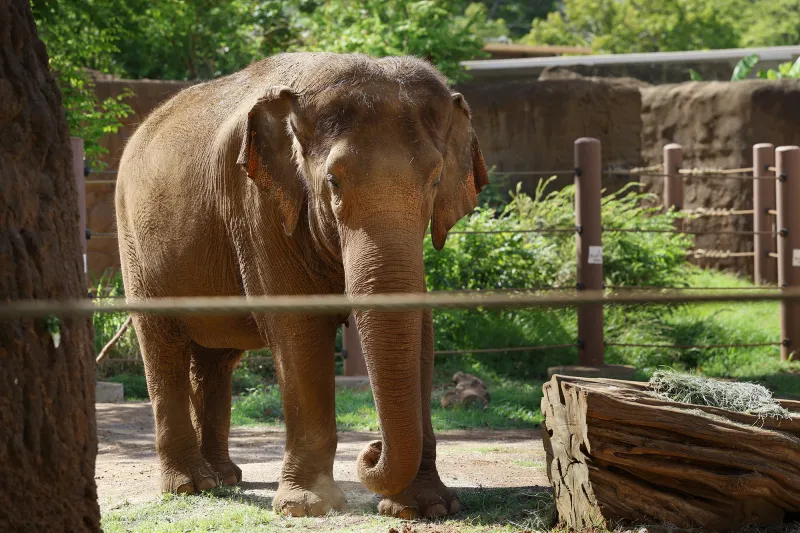 Honolulu Zoo Case Isn't As Simple As 'Granting Human Rights' To Elephants
