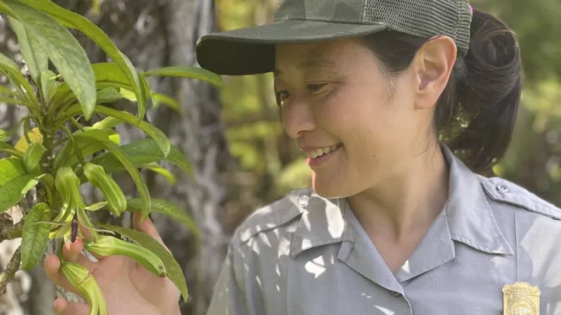 Hawaii Volcanoes National Park ecologist earns prestigious award for natural resources management