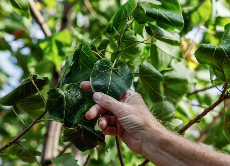 Oahu's Shade Trees Could Take Decades To Grow Back After Storms