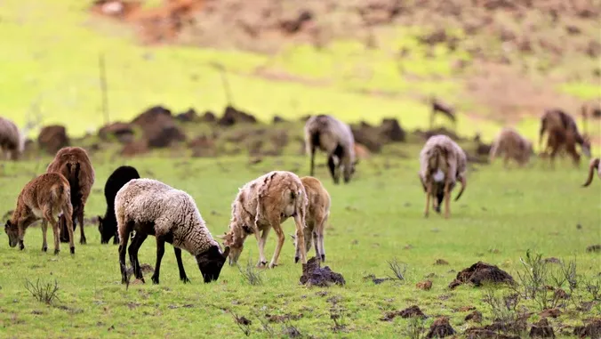 Invasive deer, goats are eating away Hawaii's ranchlands