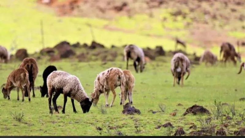 Invasive deer and other non-native animals are eating away Hawaii's ranchlands