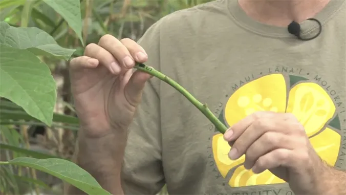 UH extension agent's avocado grafting videos reach YouTube milestone