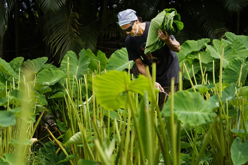 This Farmer-Artist Questions Hawaii's Statehood. He Wants To Be LG