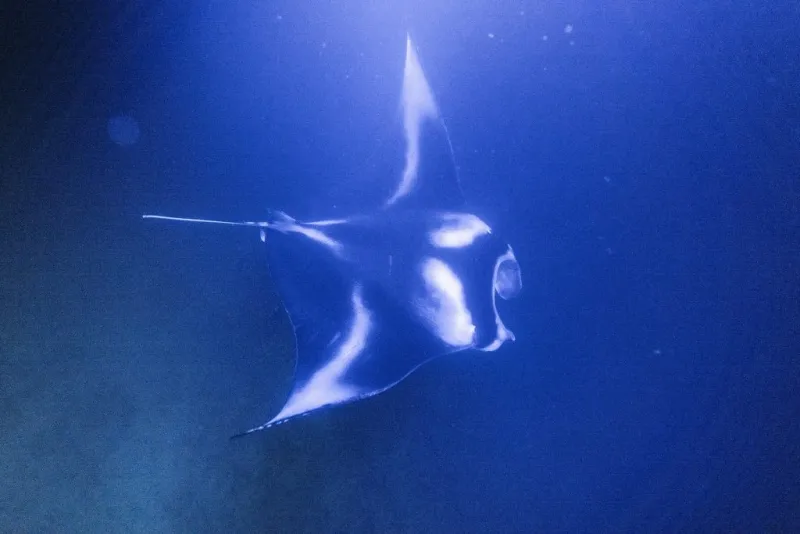 Mysterious manta rays from Kona Coast's small familial group captivate 80,000 annually