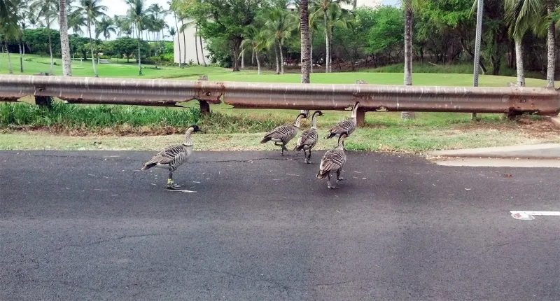 9/23/26 -- THREE MOLOKA'I NN KILLED BY DRIVERS AHEAD OF NN AWARENESS DAY 2026