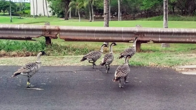 3 nn killed on Moloka'i roadways ahead of Nn Awareness Day 2026