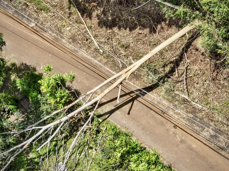 These Trees Wreaked Havoc During Storms. Hawaii Is Fed Up