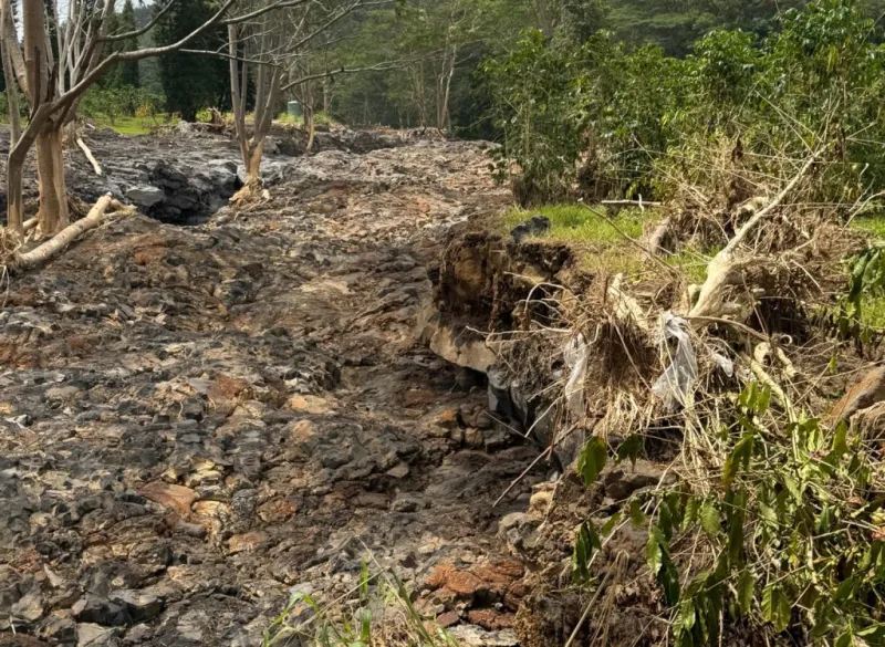 Repeated severe weather compounds challenges for Hawaii coffee producers