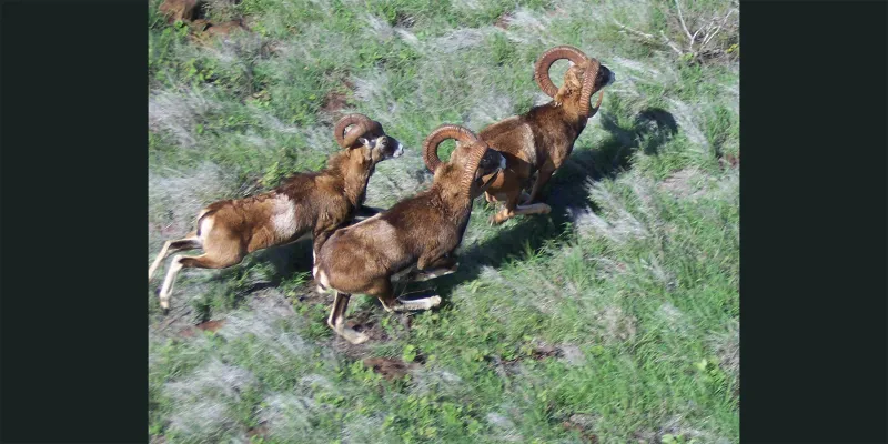 Anticipated Weather Conditions May Impact Lnai Game Management Area