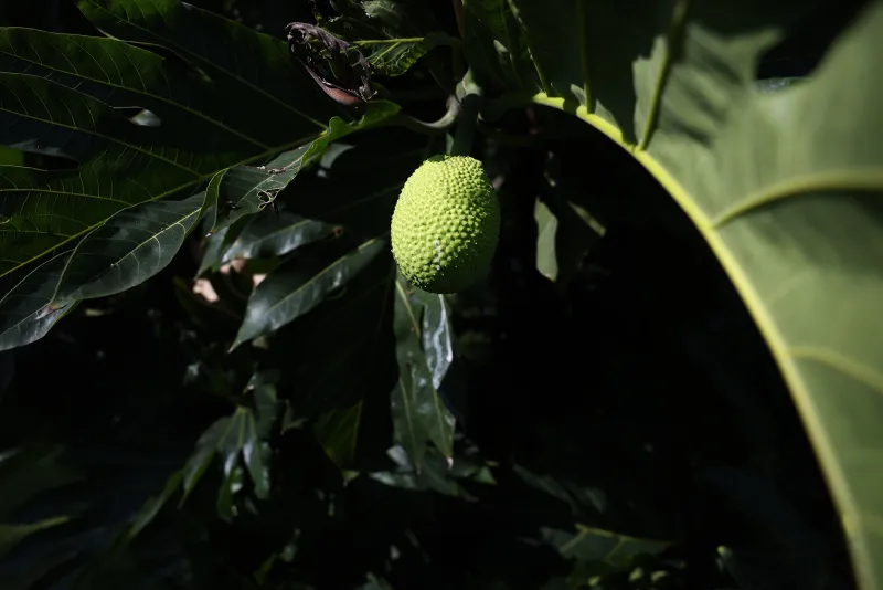 Farmers Wanted: Hawai'i Tries To Fix Its Unique 'Ulu Problem