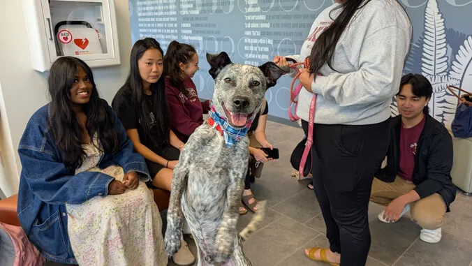 Rescue dogs help UH Hilo students de-stress