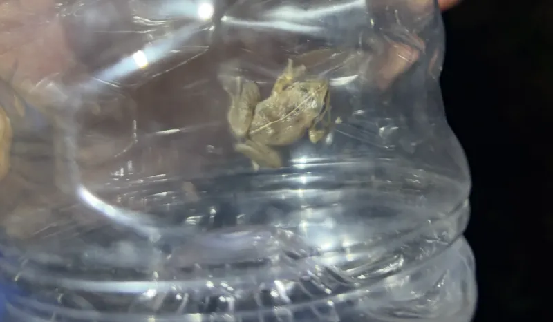 9/30/26 -- COMMUNITY COMMITMENT TO COQUI FROG CONTROL ON OAHU HITS MILESTONE