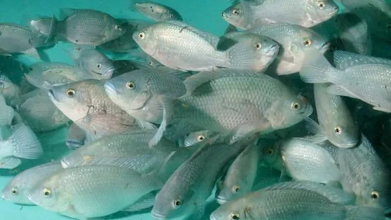University of Hawaii researchers unlock molecular mechanism for how tilapia adapt to extreme salinity