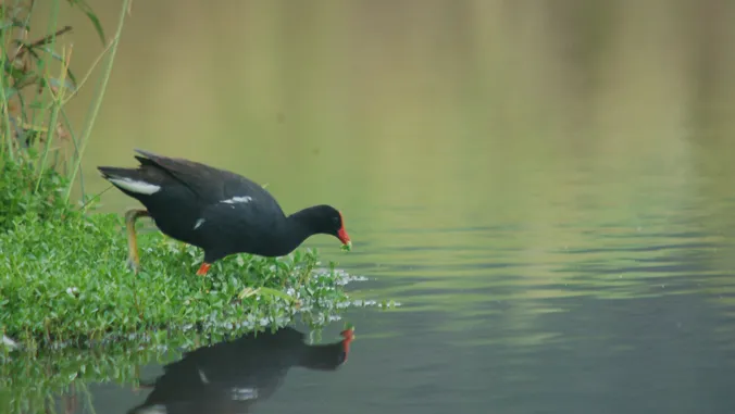 New framework developed for moving endangered species to safer locations