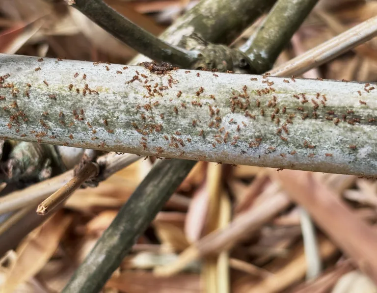 10/6/26 -- OCTOBER IS "STOP THE ANT MONTH"