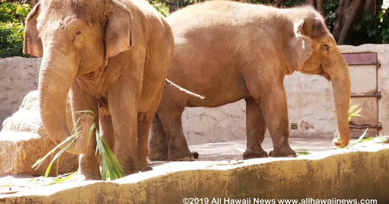 Hawaii Supreme Court to hear habeas corpus case for zoo elephants, financial help for families hosting hurricane victims, landfill concerns on Kauai, more news from...