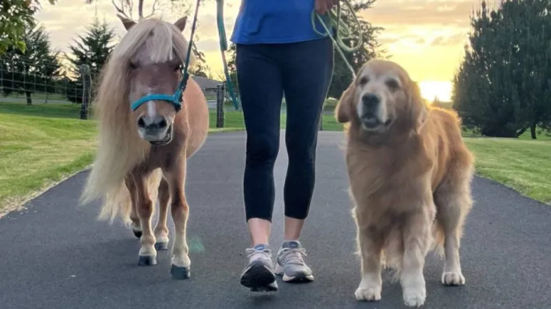 Queen's North Hawai'i Community Hospital reschedules World's Largest Pet Walk event