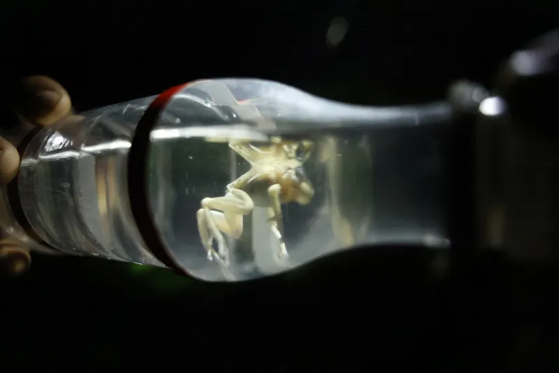 Coqui Frogs: Coming To Your Oahu Neighborhood Soon?