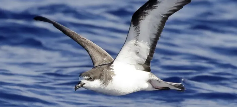 10/14/26 -- HELP NEEDED DURING SEABIRD FALLOUT SEASON