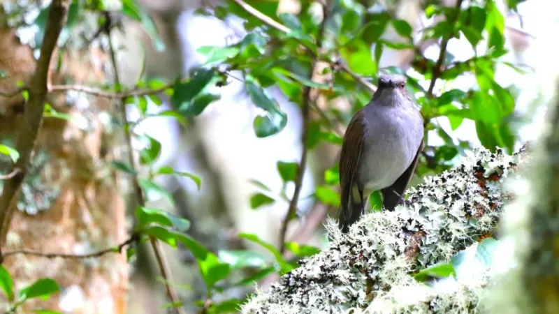 University of Hawaii plays supporting role in developing new guide for moving endangered species