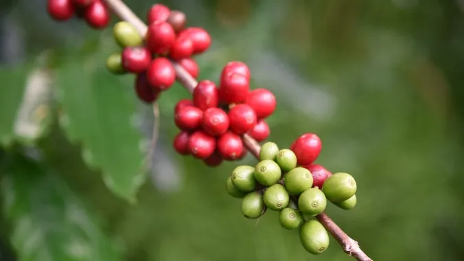 UH Mnoa, Clemson, to lead new Innovation Lab for Coffee and Cacao