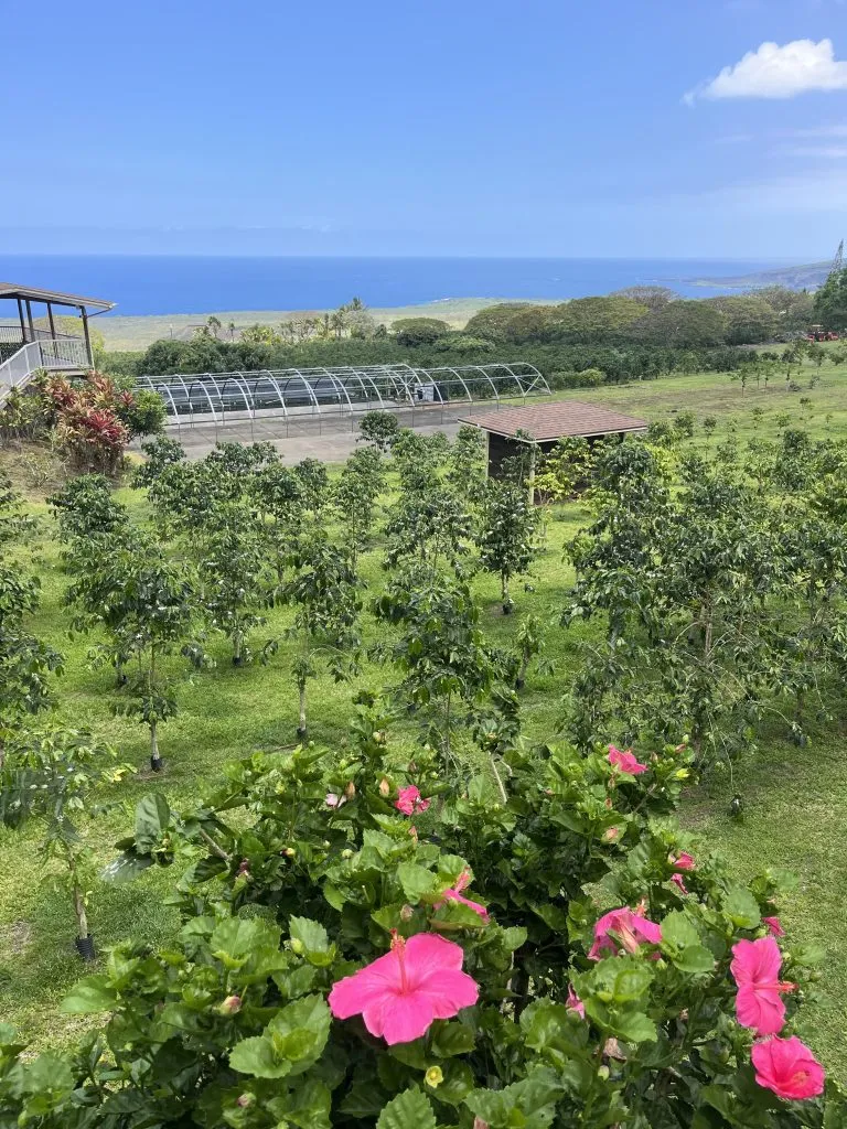 University of Hawaii and Clemson to lead federal program to boost coffee, cacao production