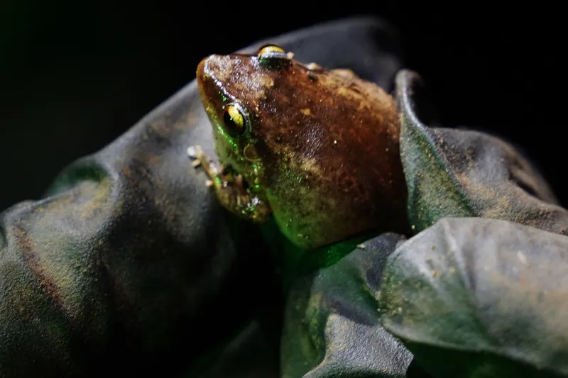 Makana Eyre: If Bad Bunny Can Love Coqui Frogs, So Can We