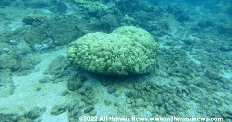 Work ongoing to restore storm-damaged coral reefs, $22M in OT for Honolulu firefighters, Maui Land & Pineapple embroiled in golf course lawsuit, more news from all the Hawaiian...