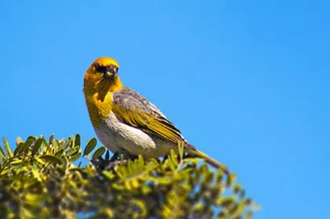 Trump Is Gutting The Endangered Species Act. These 10 Species Show What's At Stake