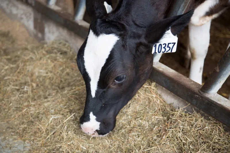 Beef on Dairy Webinar Series Continues on June 16
