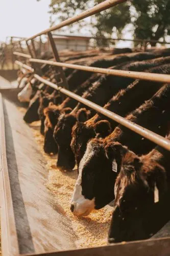 Couple brings show ring experience into Beef business