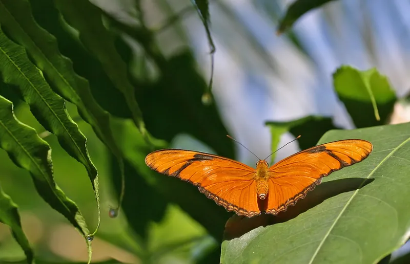 Forest City Rotary Works on It's Pammel Park Butterfly Garden