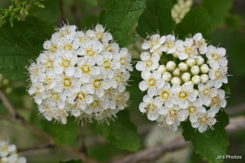 Iowa wildflower Wednesday: Ninebark