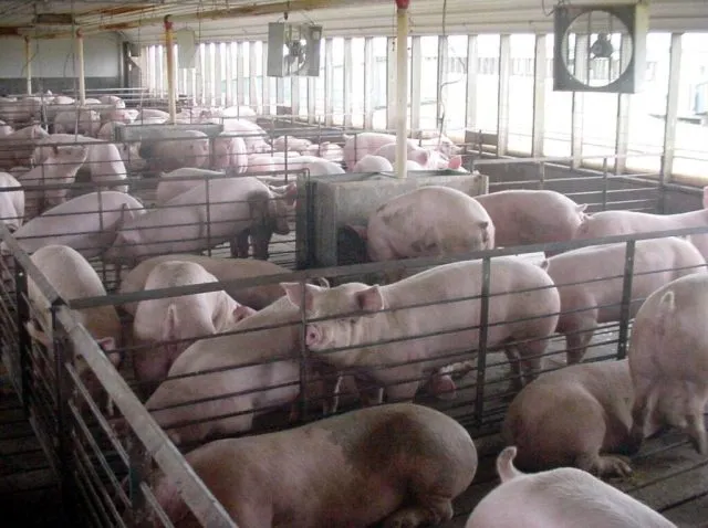 State Animal Welfare Laws At Risk In Farm Bill