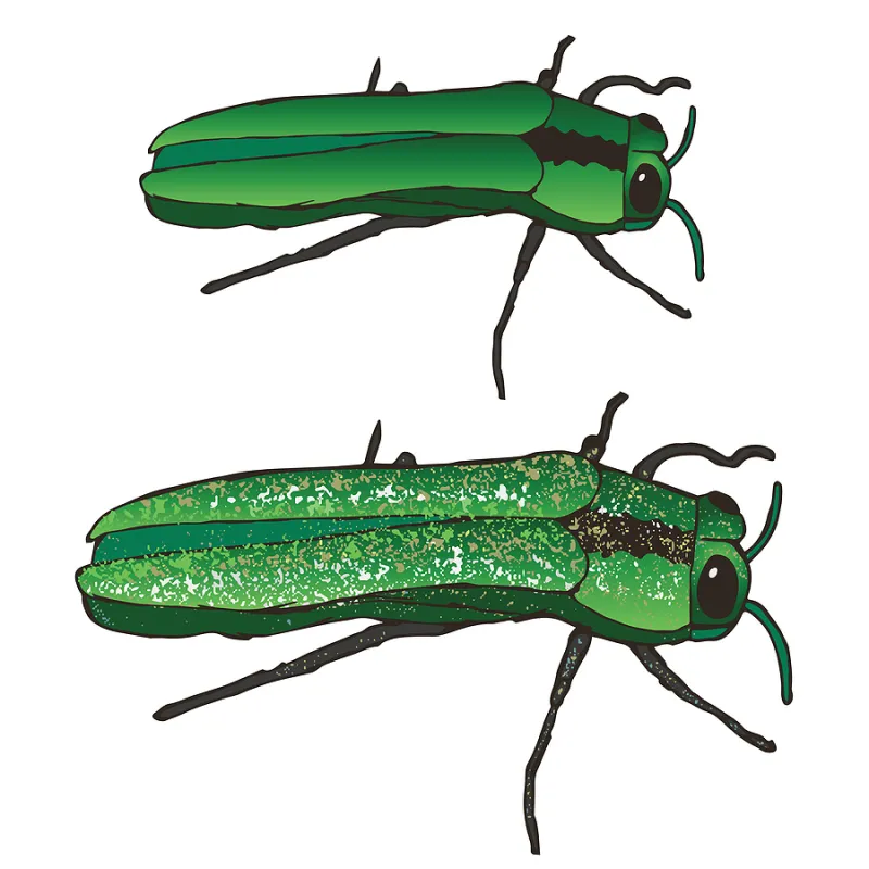 North Iowa Outdoors: Help Slow the Spread of Invasive Species