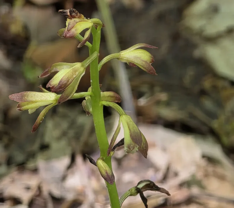 Iowa wildflower Wednesday: Putty-root Orchid