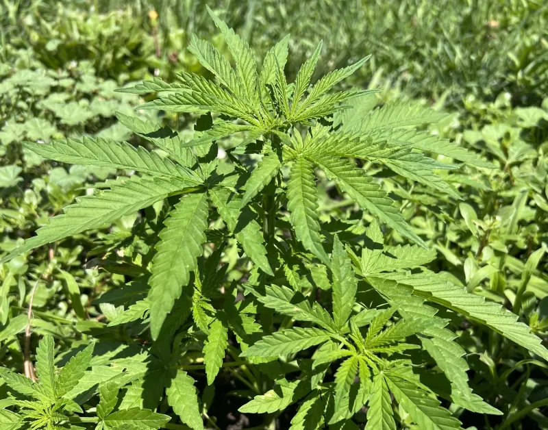Cannabis rescheduling confusion