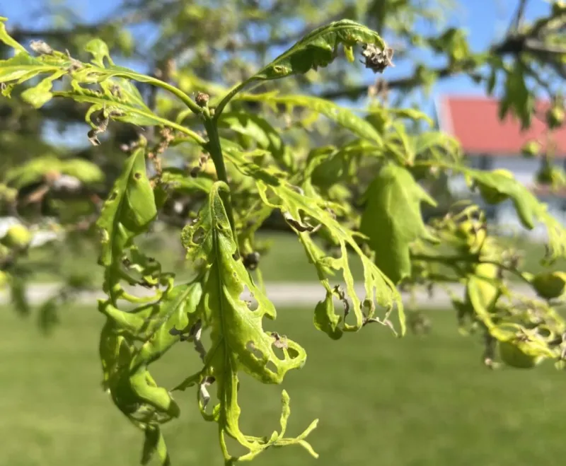 Pesticides 'shatter' leaves of Iowa's state tree
