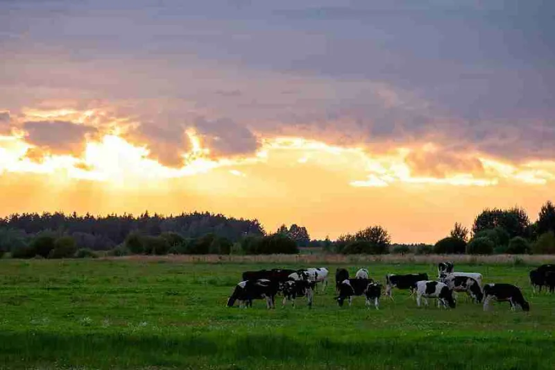 Iowa Grazing Academy Offers Online Sessions and In-Person Field Days