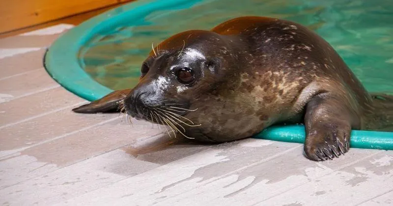 How do you ship a seal from California to Des Moines? FedEx