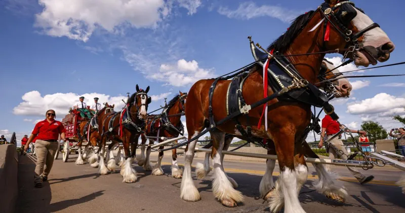 What to know iconic Budweiser Clydesdales visiting Cedar Falls over the weekend