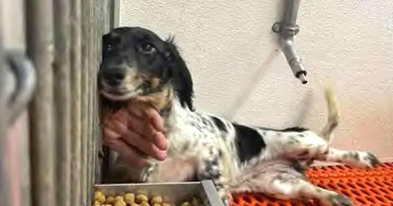 32 dogs seized from Iowa breeder who allegedly blocked inspections of her business
